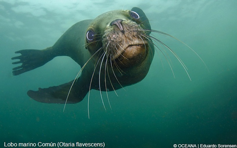 El Gobierno aprueba el área marina protegida del Archipiélago de Humboldt
