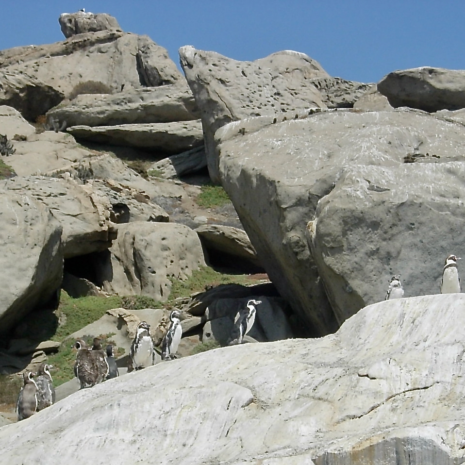 04a_pinguino_quad