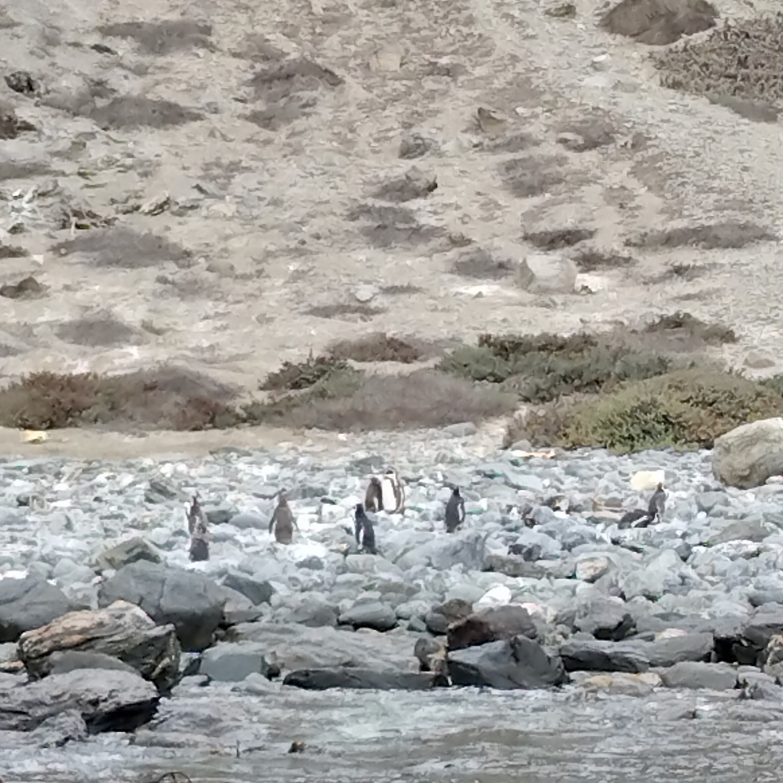 1a_Pingus_quad