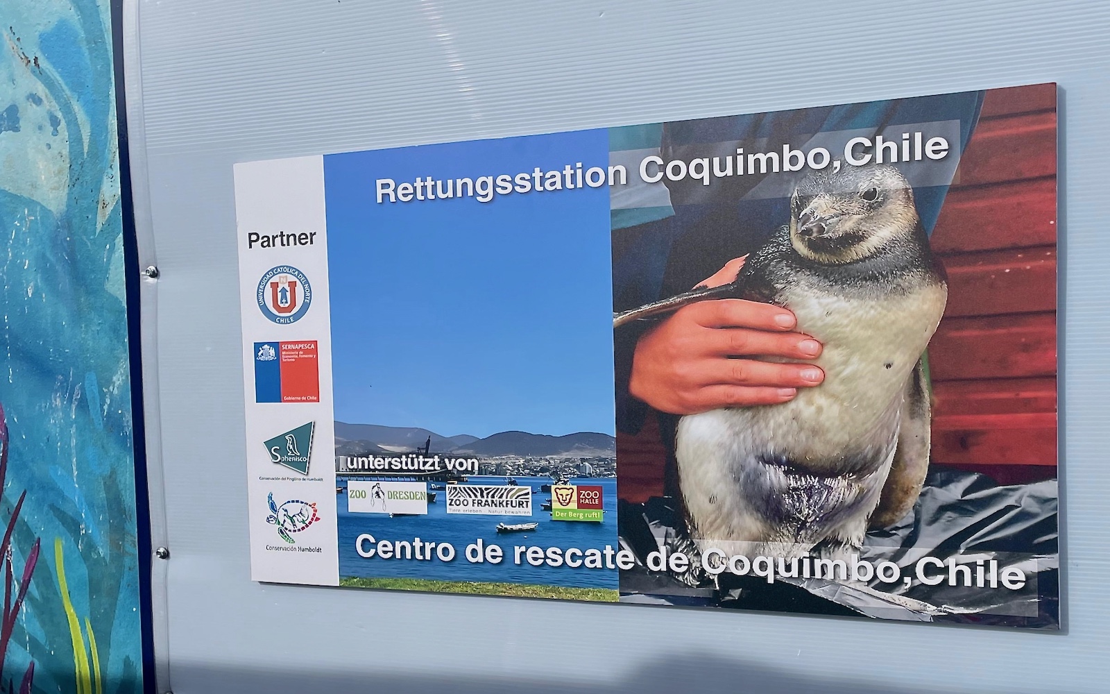 Renovierte Rehabilitationsstation für Meerestiere wird eingeweiht (1)