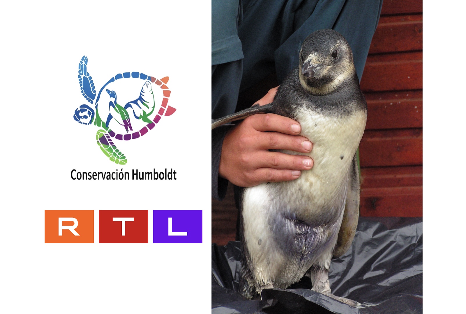 Centro de rescate: informe de progreso e informe «Life»